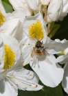 Washington State. Fuzzy-horned bumblebee gathering pollen from a white rhododendron blossom Art Print